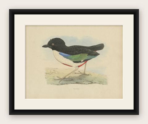 Antique Bird Print of the Ivory-Breasted Pitta by Westerman, 1854, shown framed