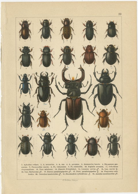 Victorian Beetle Prints Set of Four, Scarab & Stag Beetle Plates, 1893, view 5