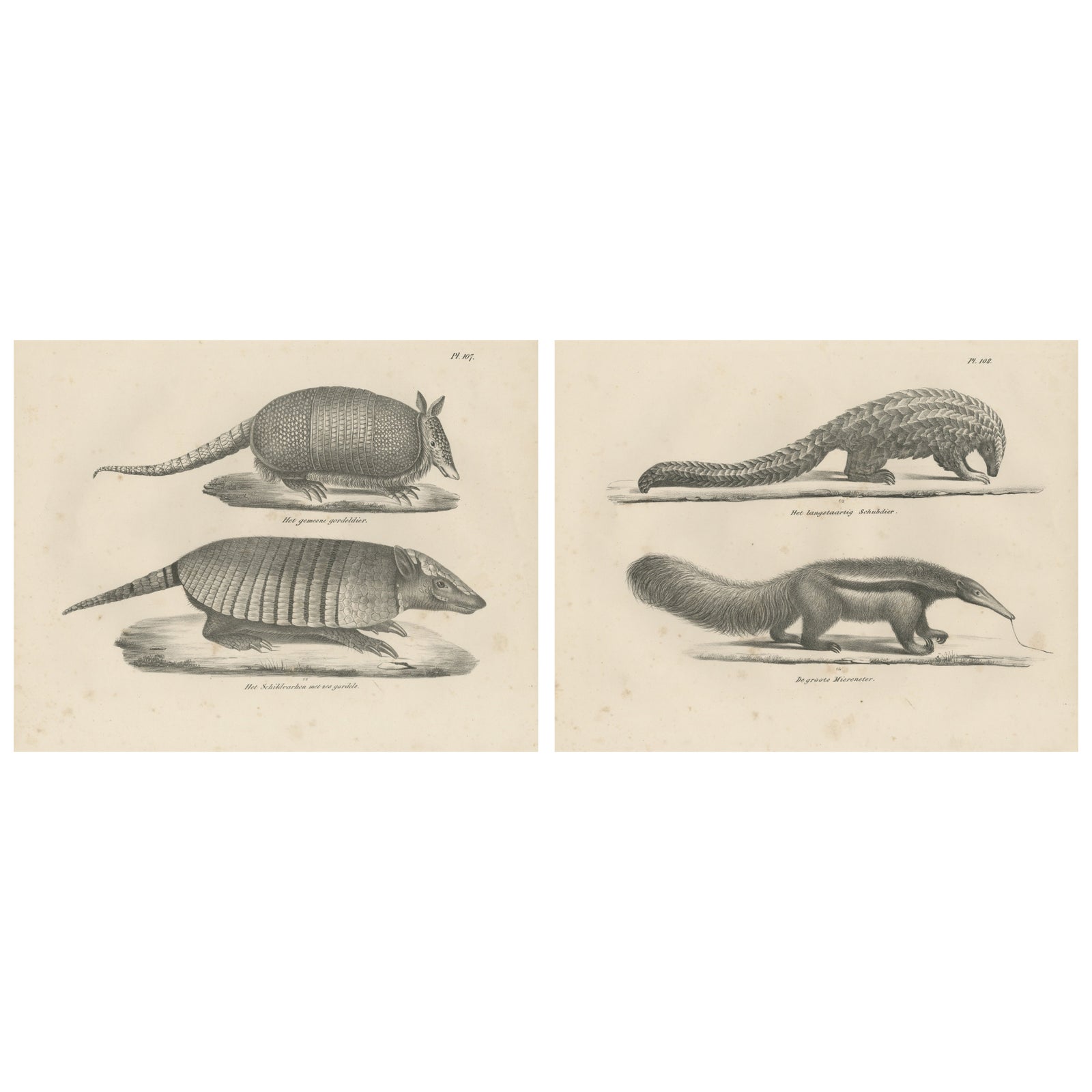 Antique Armadillo, Pangolin & Anteater Lithographs, Brodtmann c.1830