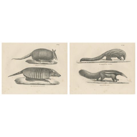 Antique Armadillo, Pangolin & Anteater Lithographs, Brodtmann c.1830