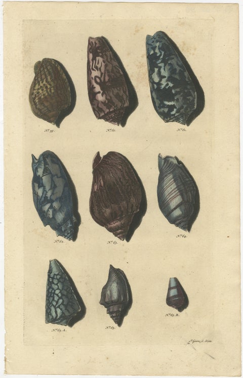 Set of 4 Colored Antique Prints of various Sea Shells and Molluscs, view 3