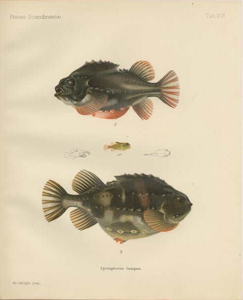 Lumpsucker - Distinctive Hand-Coloured Scandinavian Fish Lithograph, 1895, view 2