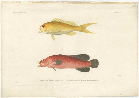 Vintage Fish Illustration, Sea Bass and Mottled Soapfish, Paris 1846, view 2