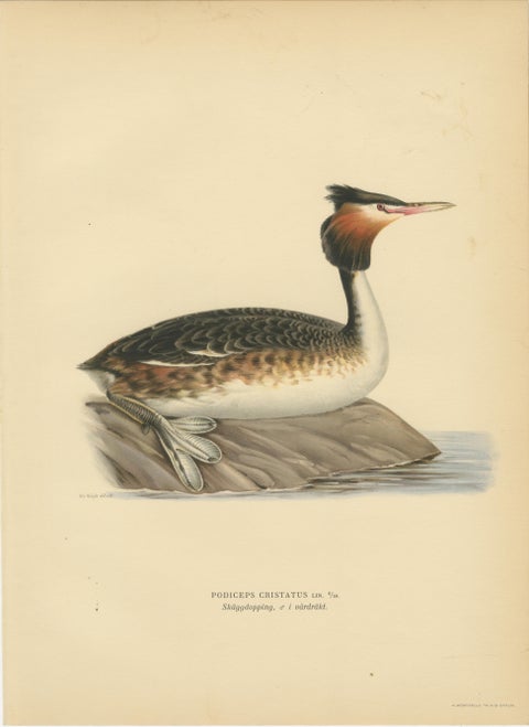 ntique Great Crested Grebe Bird Lithographs Set of 2, Sweden Ornithology 1929, view 3