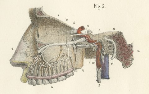 Nerves of the Nose, Palate and Upper Jaw, Antique Hirschfeld Anatomy Print, 1866, view 7