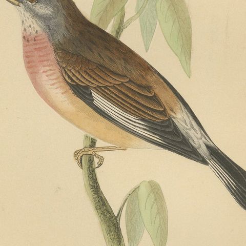 Antique Bird Print of a Linnet, close-up 2
