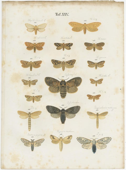 Set of 5 Antique Prints of Various Butterflies and Moths by Ramann, circa 1870, view 6