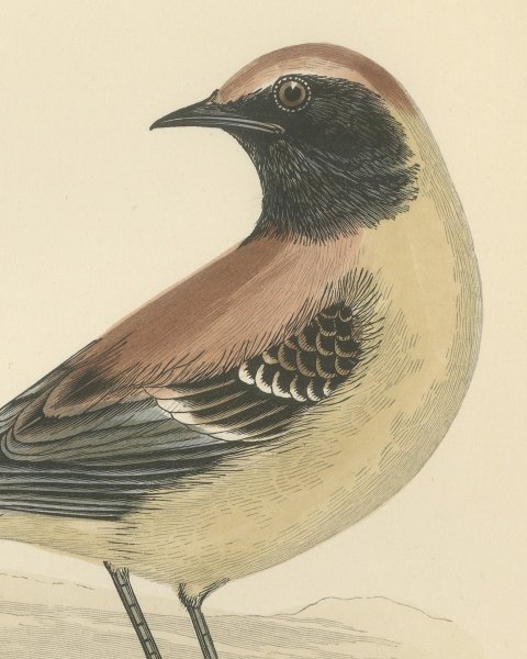 Desert Wheatear Looking Back on Sand, Hand Colored Bird Print, 1896, close-up 1