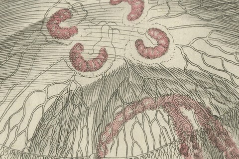 Eared Jellyfish: Detailed Engraving from Bertuch's Children's Encyclopedia, 1805, close-up 1