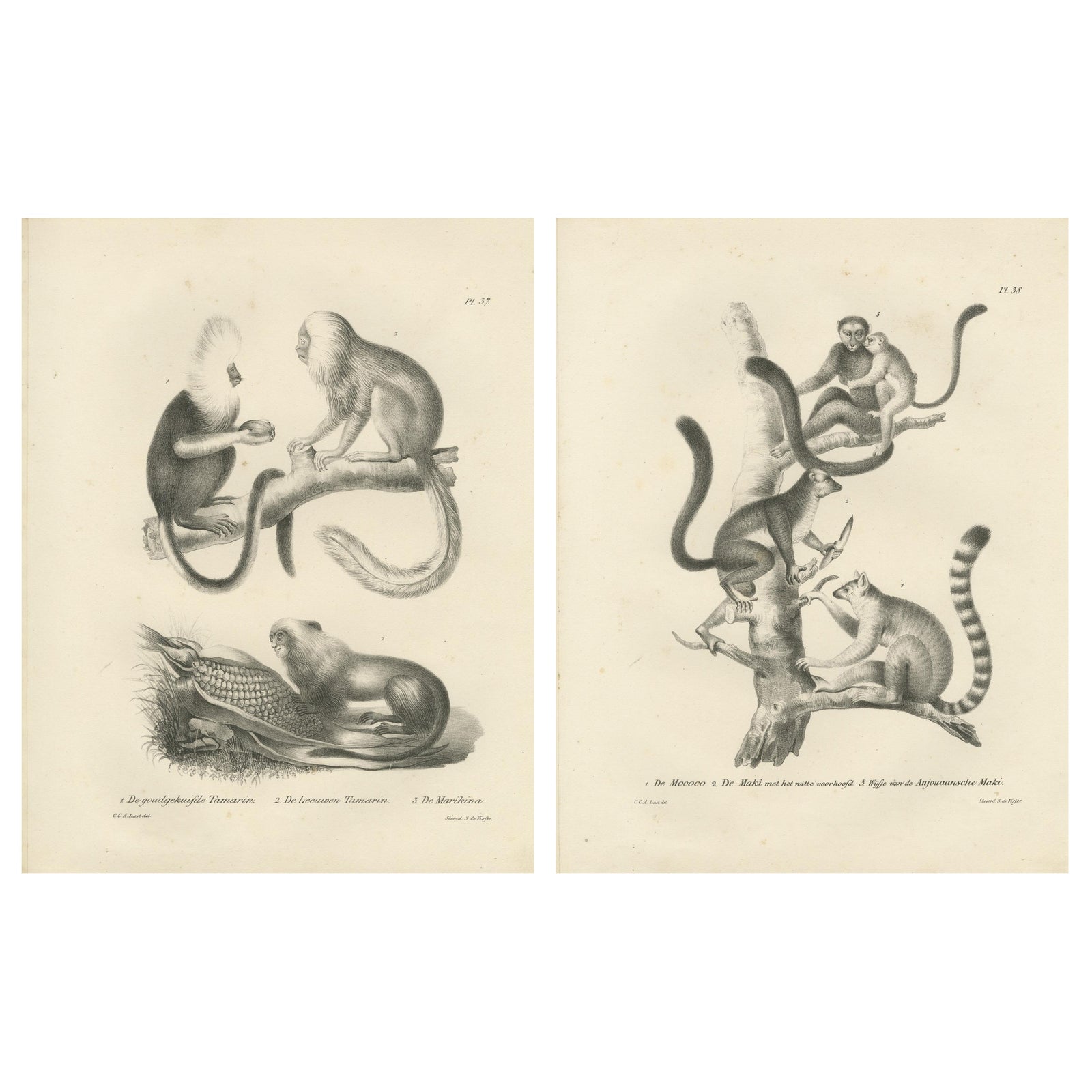Golden-crested, Lion Tamarin & Lemur Species, Lithographs by C.C. Last, 1836
