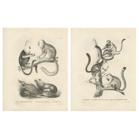 Golden-crested, Lion Tamarin & Lemur Species, Lithographs by C.C. Last, 1836