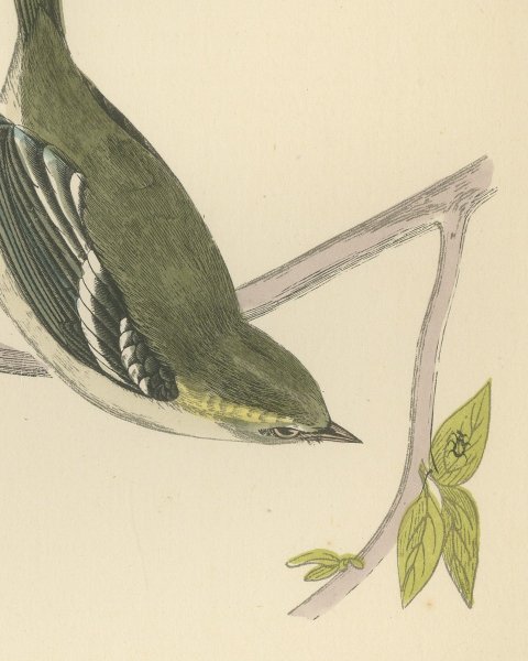 Yellow Browed Warbler Hanging from a Forked Twig, Antique Print, Morris, 1896, close-up 1