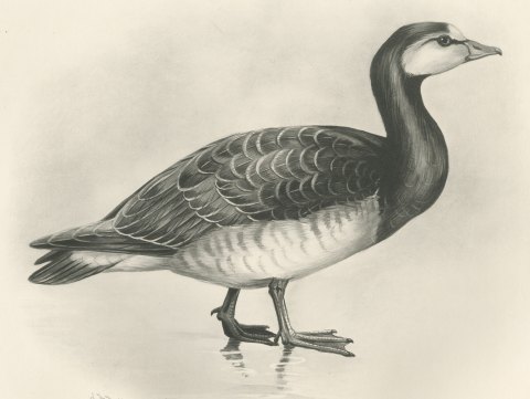 Barnacle Goose Standing at the Water's Edge after Lilian Medland, c. 1909, close-up 1
