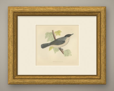 Orphean Warbler with Black Hood, Antique Hand Colored Morris Plate, 1896, shown framed