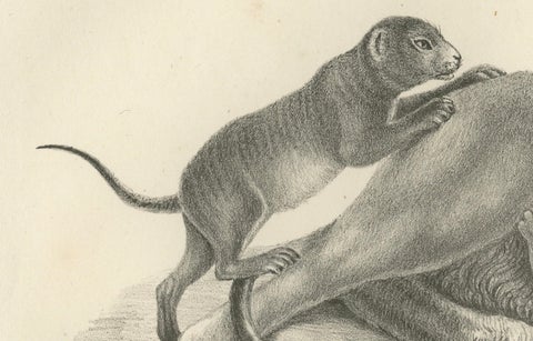 19th-Century Lithograph of a Lioness with Her Playful Cubs in the Wild, close-up 3