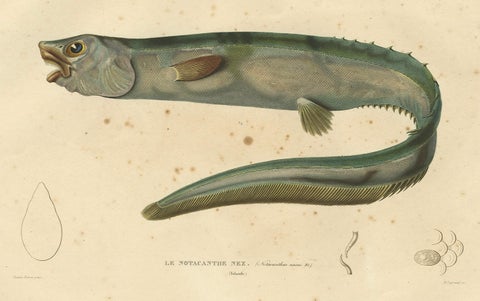 Antique Hand-Colored Fish Print of the Snub-Nosed Spiny Eel, 1842, close-up 5