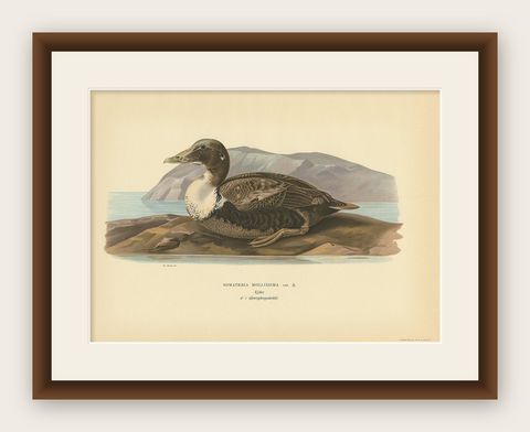 Antique Bird Print of the Common Eider by Von Wright, 1929, shown framed
