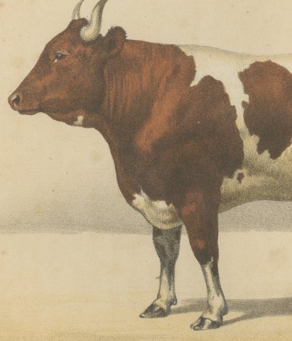 Comtoise Cow, French Cattle Breed, Antique Chromolithograph by Borie, 1863, close-up 2