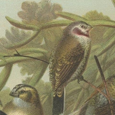 Antique Bird Print of Weaver Birds by American Lithographer Prang, 1898, close-up 1