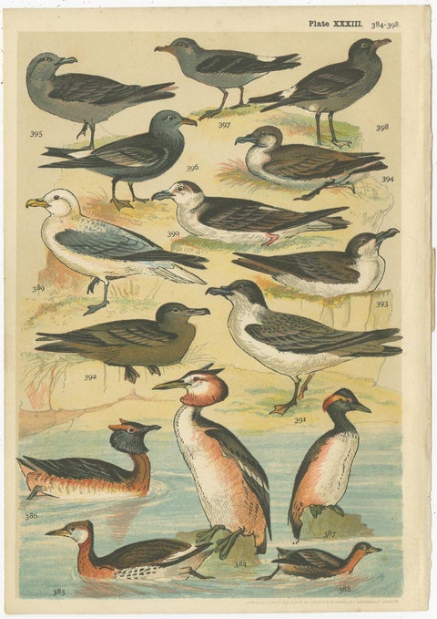 Set of 6 Antique Prints of various Waterfowl and Wading Birds by Gordon 'c.1900', view 2
