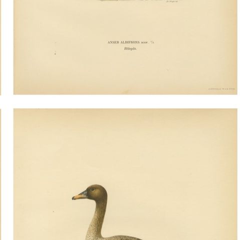 Vintage Scandinavian Ornithology Lithographs, Geese of Northern Europe, 1929, close-up 2