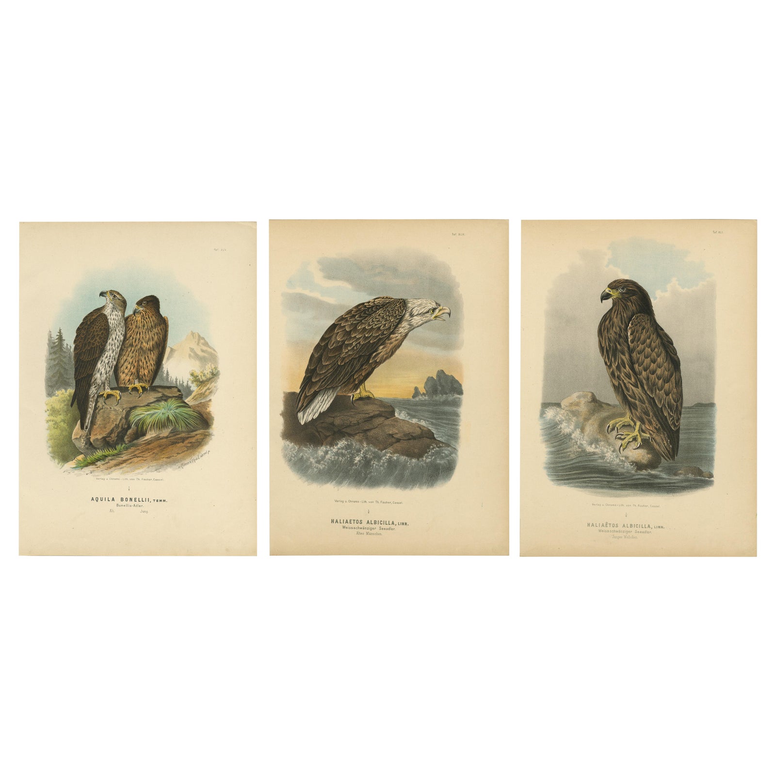 Eagles Prints, Antique Set of Three, Raptors & Ornithology Wall Art, 1894