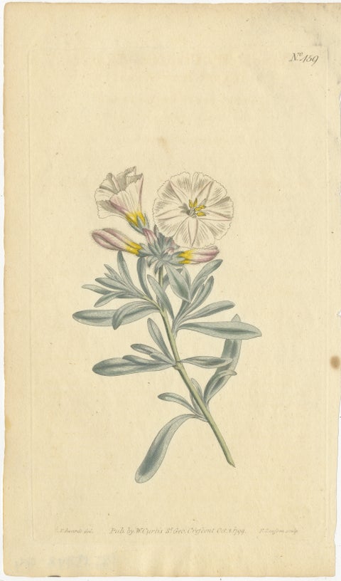 Antique Botanical Engraving of Silverbush - Rare 1799 Floral Print by Curtis, view 2