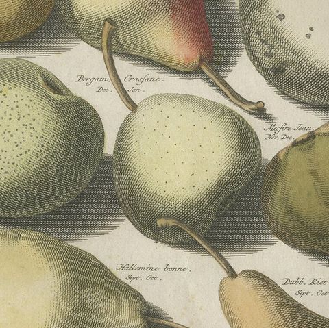 Tab II Antique Print of Various Pears by Knoop '1758', close-up 2