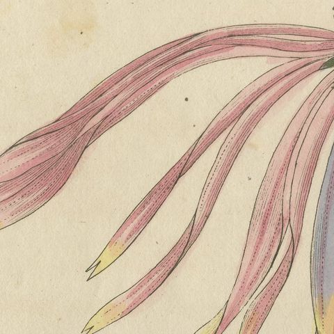 Purple Coneflower Echinacea, Antique Bertuch Print, circa 1810, close-up 3