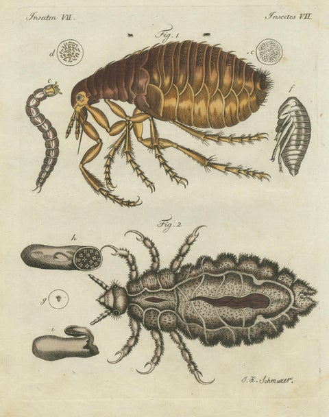 Original Antique Print of the Human Flea and Human Louse, view 3