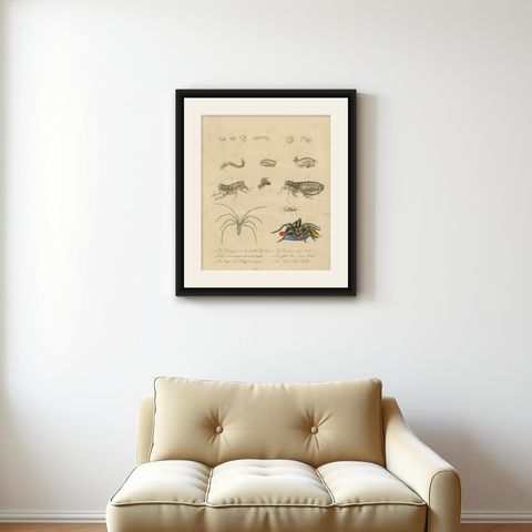 Fleas, Tarantula & Spiders, Brodtmann Hand-Colored Natural History Plate, 1816, shown framed on a wall