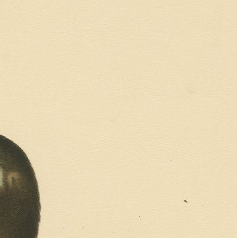 Tranquil Reflections: Bird Print of The Young Velvet Scoter by Magnus von Wright, close-up 3