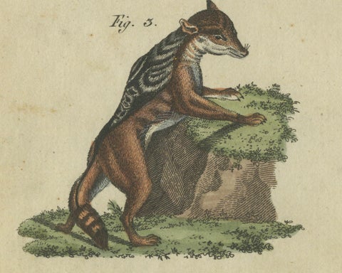 Striking 1805 Hand-Colored Engraving of Wild Cats and Predatory Mammals, close-up 1