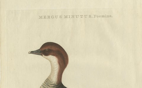 Antique Hand-Coloured Print of Female Merganser, Mergus Minutus, 1770s, close-up 2
