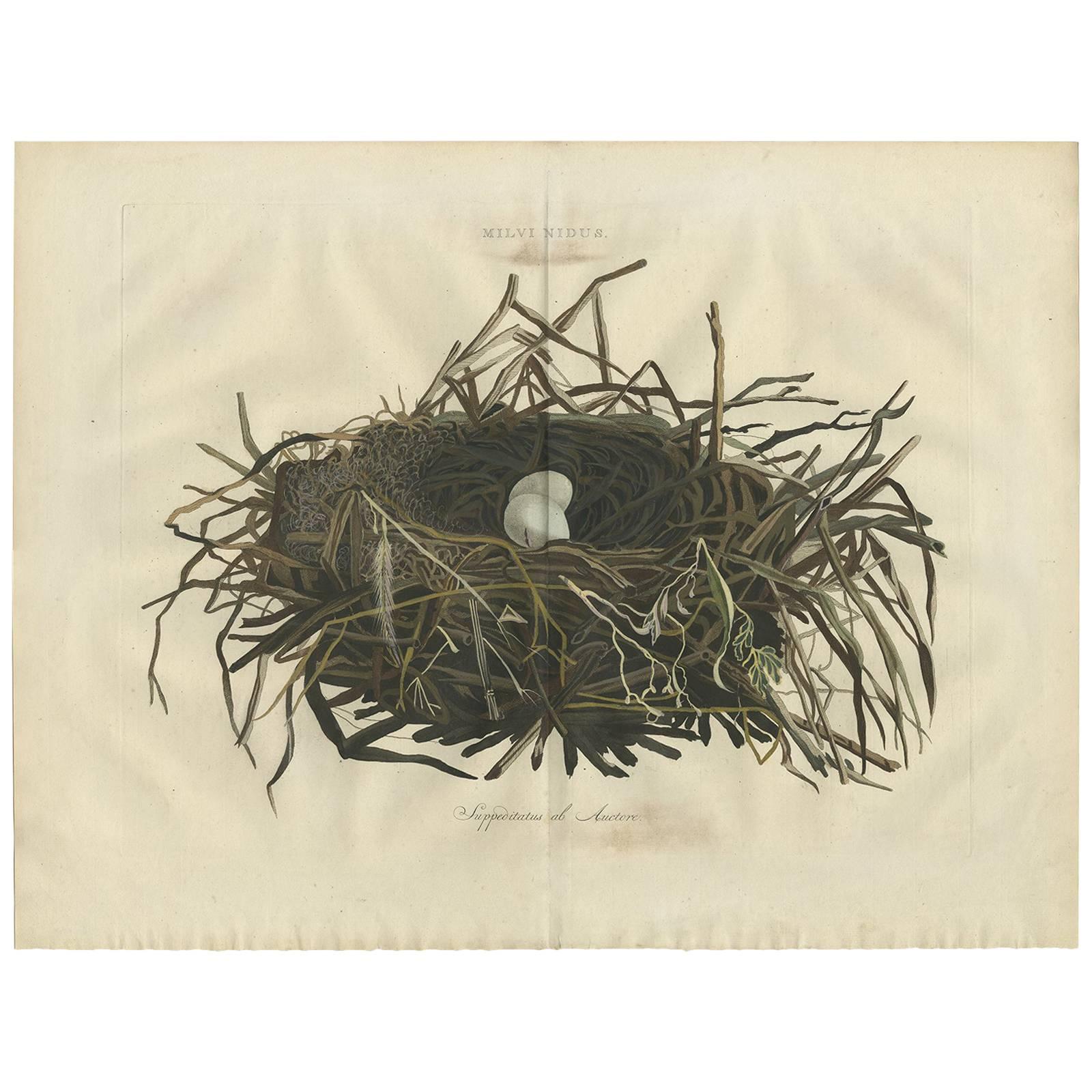 Western Marsh Harrier Nest, Antique Double-Page Engraving, Nozeman & Sepp 1770