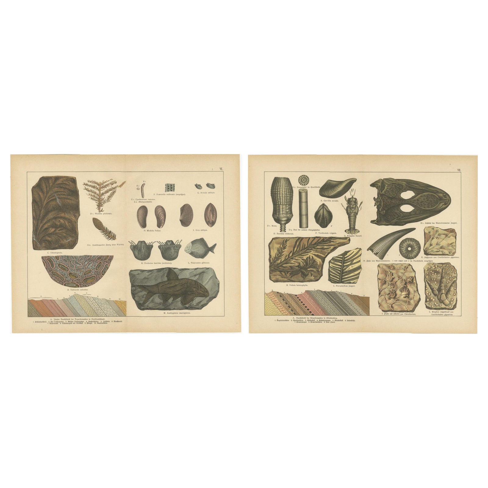 Decorative Vintage Fossil Prints, Triassic Plants, Reptiles, Fish, Geology 1880