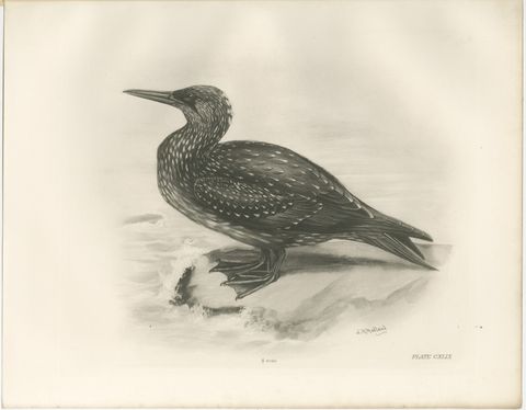 Gannet, Immature, Antique Bird Print after Lilian Medland, circa 1909, view 2