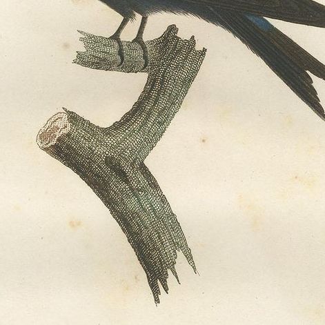 Antique Bird Print of the Blue Swallow by Vieillot, 1807, close-up 2