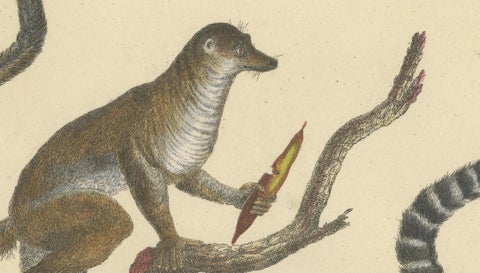 Antique Ring-Tailed Lemur Lithograph by Karl Joseph Brodtmann, 1816, close-up 5