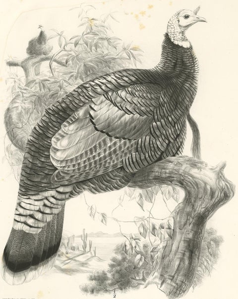 Antique Bird Print of Mexican Turkey, Lithograph, Circa 1868, Rare, view 2