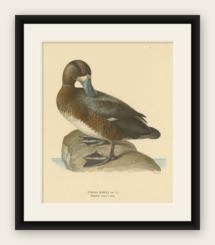 Original Old Bird Print of a Male Greater Scaup, shown framed