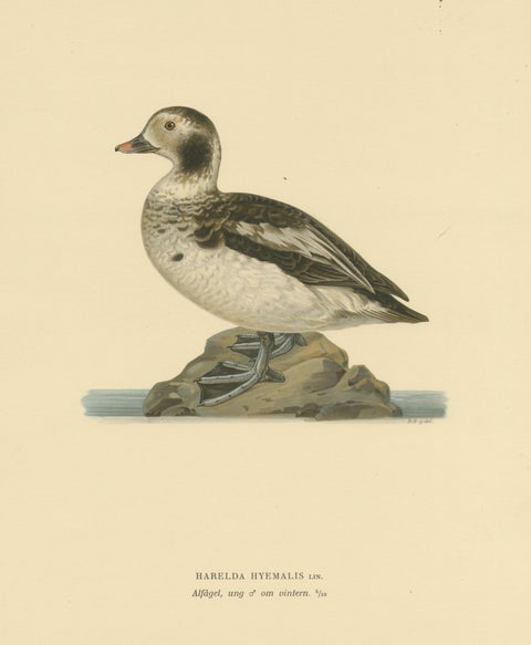 Winter's Youth: A Bird Print of The Young Long-tailed Duck by Magnus von Wright, view 3