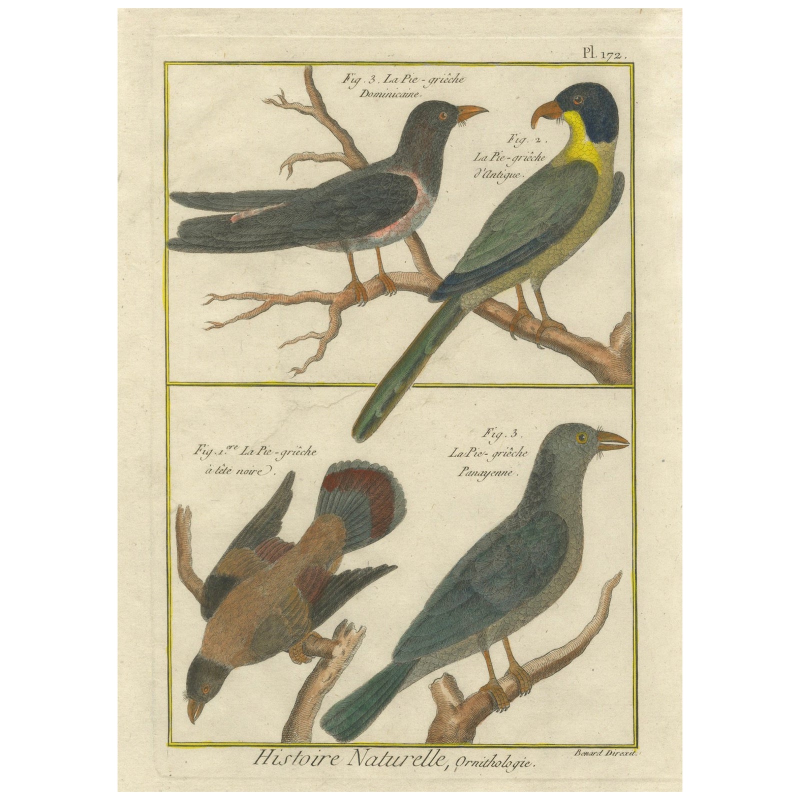 Hand-Colored Engraving of Shrike Species from the Caribbean and Southeast Asia