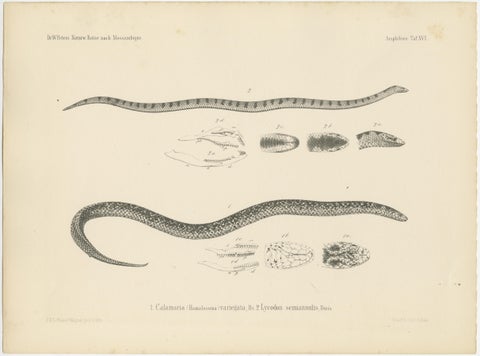 Set of 4 Antique Prints of the Lowland Viper and Other Snakes, view 4