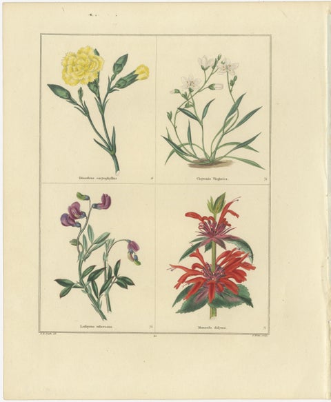 Charming Pair of Antique Floral Engravings for Wall Décor, 1828, view 3