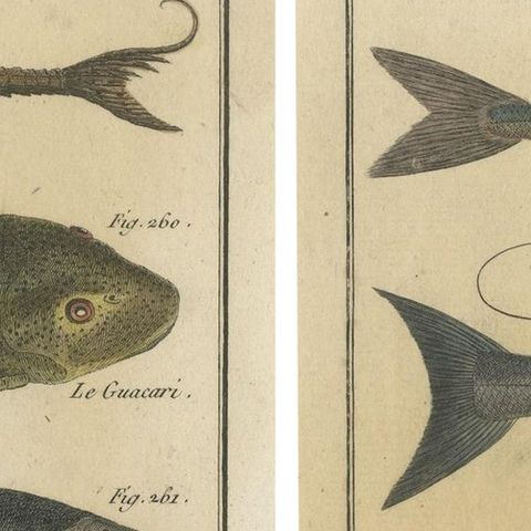 Natural History Engravings Compilation: Illustrations of Fish Species, 1790, close-up 3
