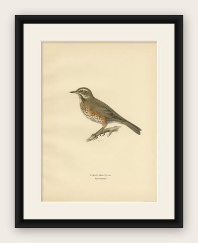 Antique Bird Print of The Redwing by Von Wright, 1927, shown framed