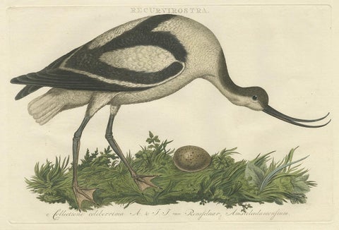 Recurvirostra Antique Print of Pied Avocet, Ornithological Study, 1770, view 2