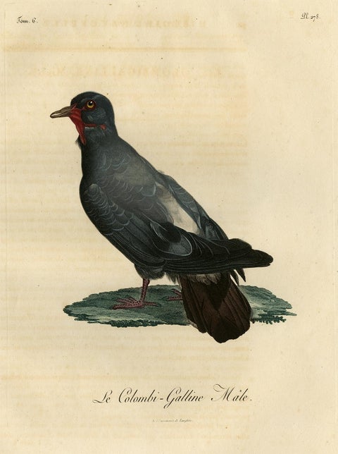 Antique Handcolored Bird Print of a Dove Named Le Colombi-Galline, Male, 1800, view 2