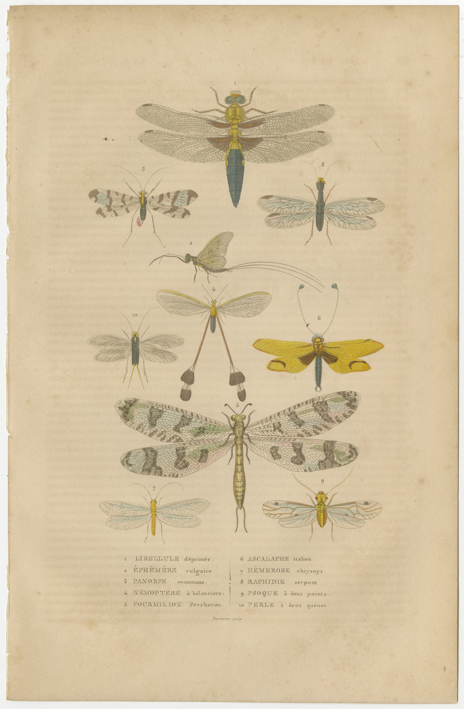 A Study of Winged Insects: An Entomological Collection from the 18th Century